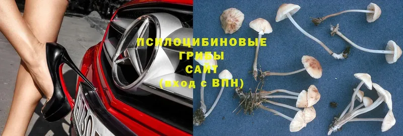 Псилоцибиновые грибы Magic Shrooms  купить   ссылка на мегу   Красноармейск 